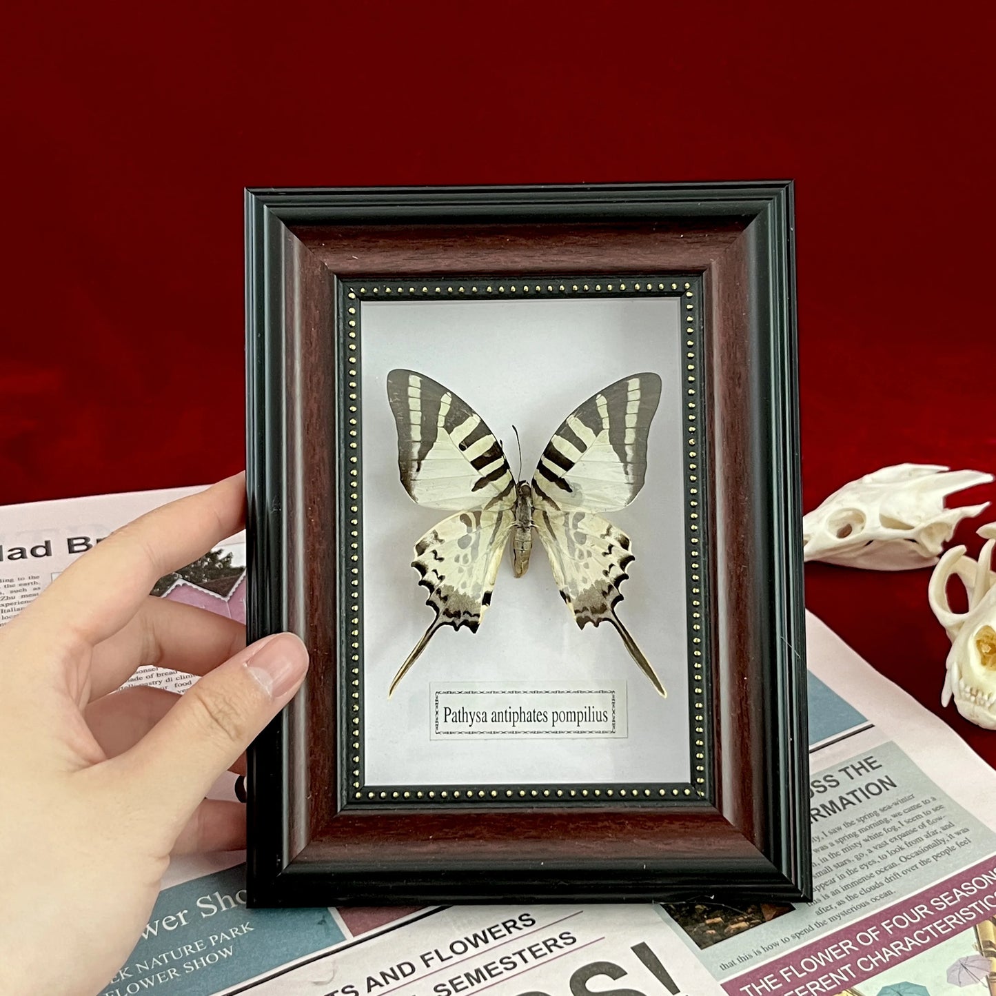 Real Framed Assorted Butterflies, Beautiful Framed Butterfly Wall Decor, Unique Taxidermy Collectables, Entomology Specimen