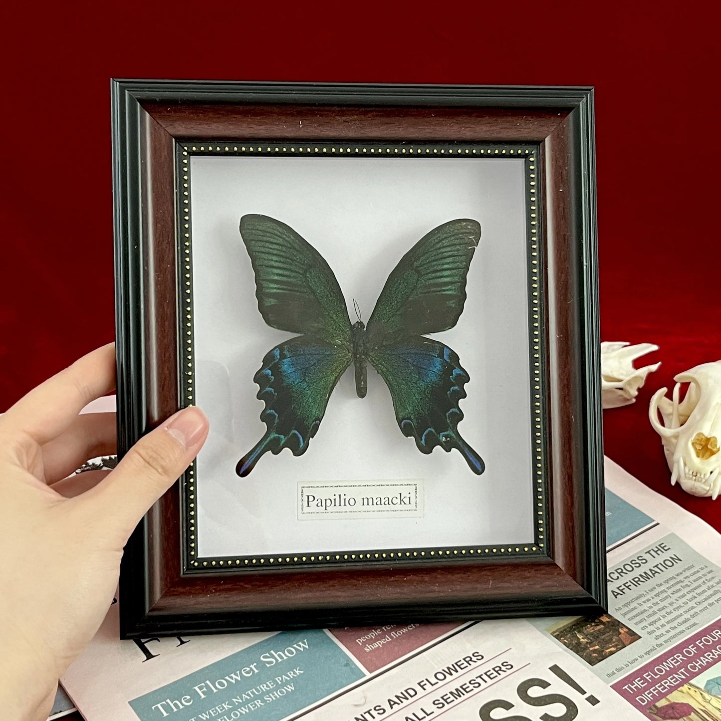 Real Framed Assorted Butterflies, Beautiful Framed Butterfly Wall Decor, Unique Taxidermy Collectables, Entomology Specimen