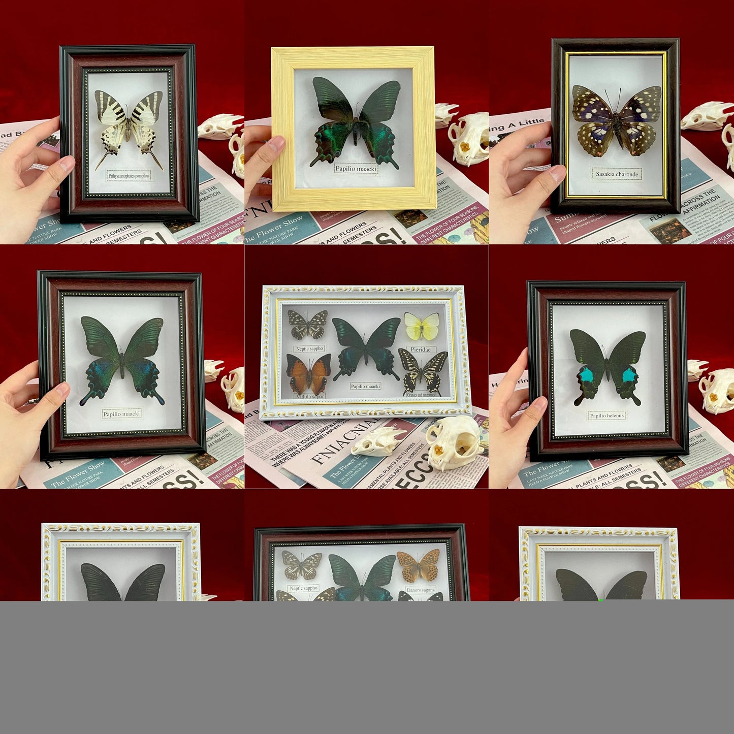 Real Framed Assorted Butterflies, Beautiful Framed Butterfly Wall Decor, Unique Taxidermy Collectables, Entomology Specimen